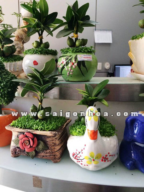 Cây May Mắn Tài Lộc Chậu Thiên Nga