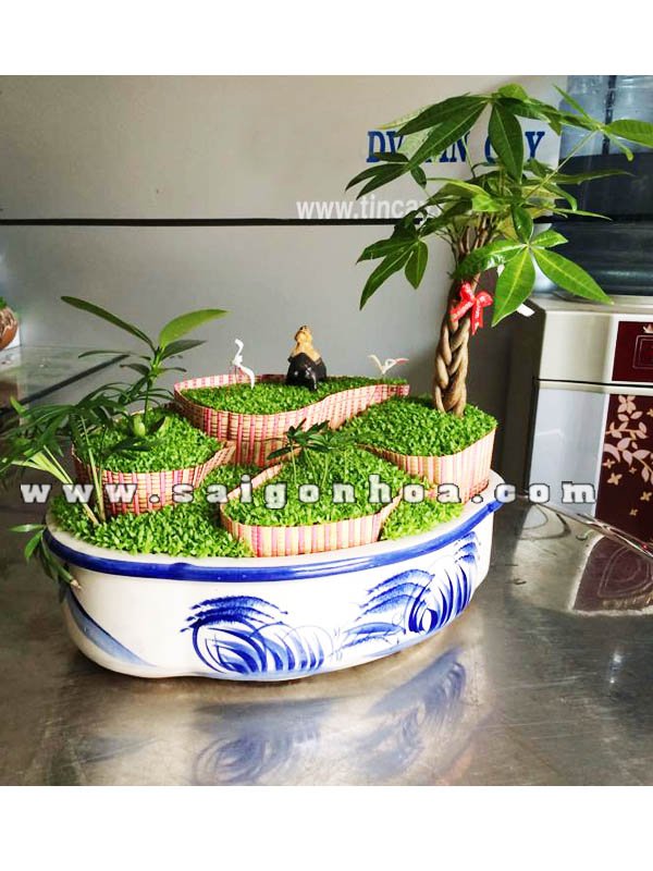 Tiểu Cảnh Để Bàn Cây May Mắn Quê Hương
