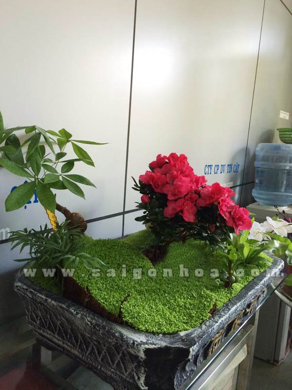 Tiểu Cảnh Cây May Mắn Với Hoa Đỗ Quyên