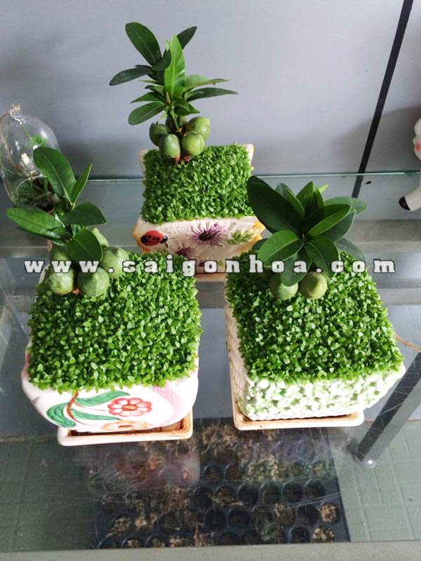 Cây May Mắn Tài Lộc Mail Box