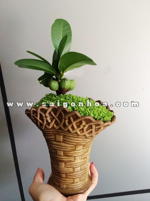 Cây May Mắn Tài Lộc Chậu Giỏ Hoa