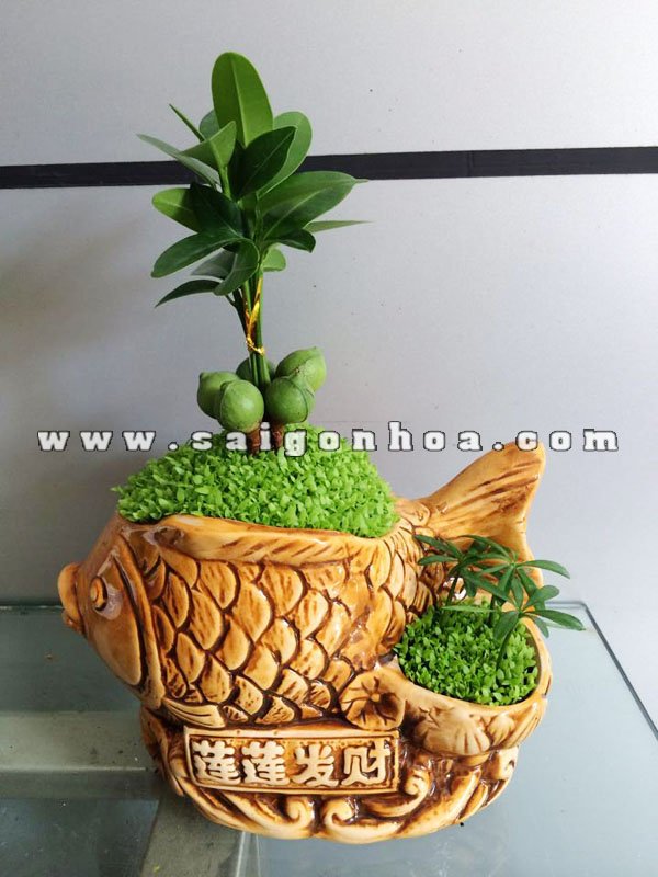 Cây Tài Lộc May Mắn Chậu Cá Chép