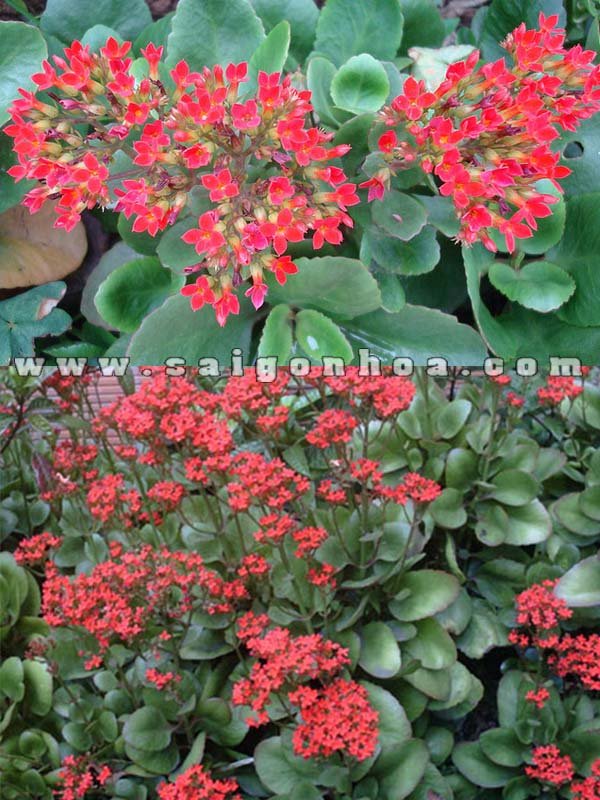 Cây Hoa Sống Đời