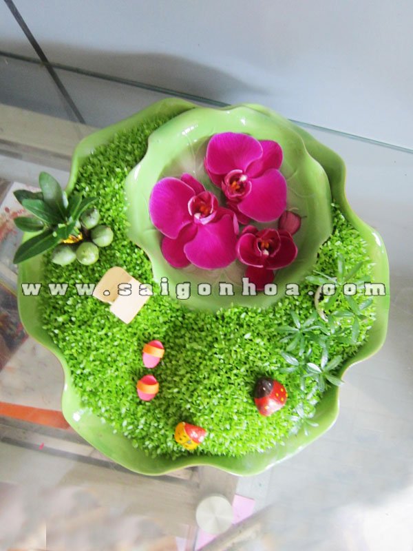 Tiểu Cảnh May Mắn Hoa Cỏ Mùa Xuân