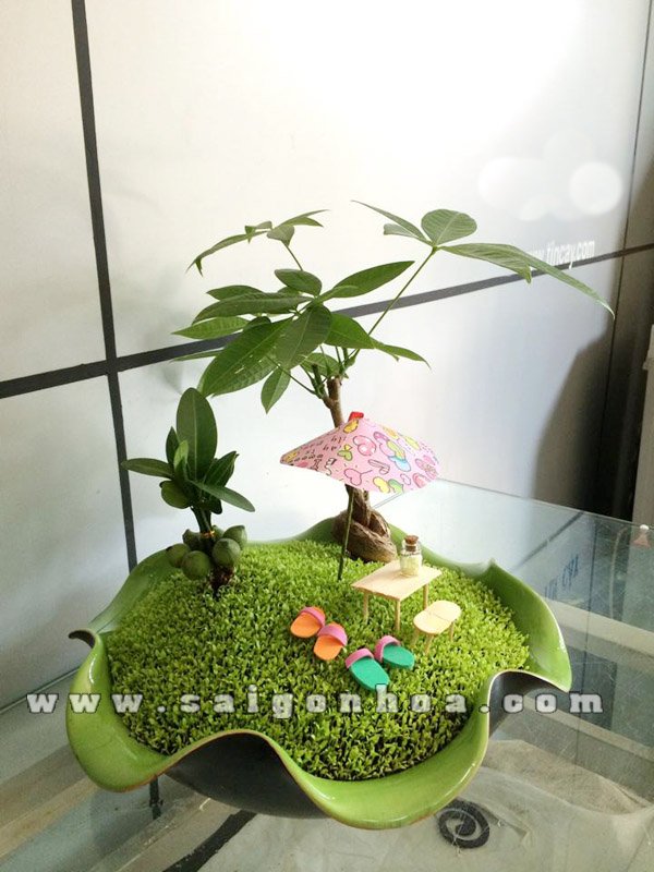 Tiểu Cảnh May Mắn Kim Ngân Chậu Lá Sen