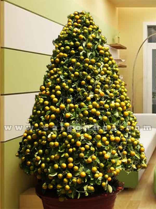 Cây Quất – Cây Tắc Trang Trí Công Ty