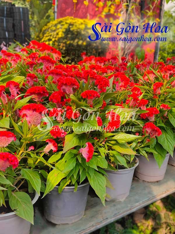 Hoa Mào Gà Chậu Nhựa