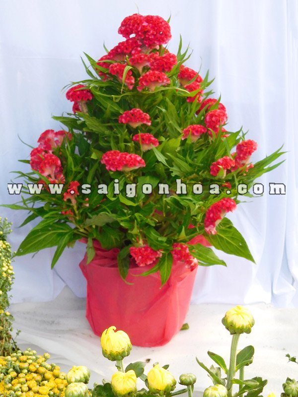 Hoa Mào Gà Ngày Tết