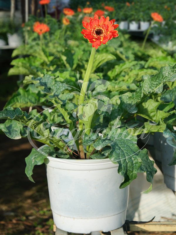 Hoa Đồng Tiền Màu Cam