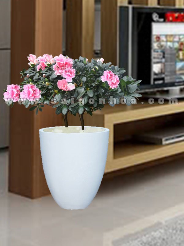 Hoa Đỗ Quyên Chậu Đứng