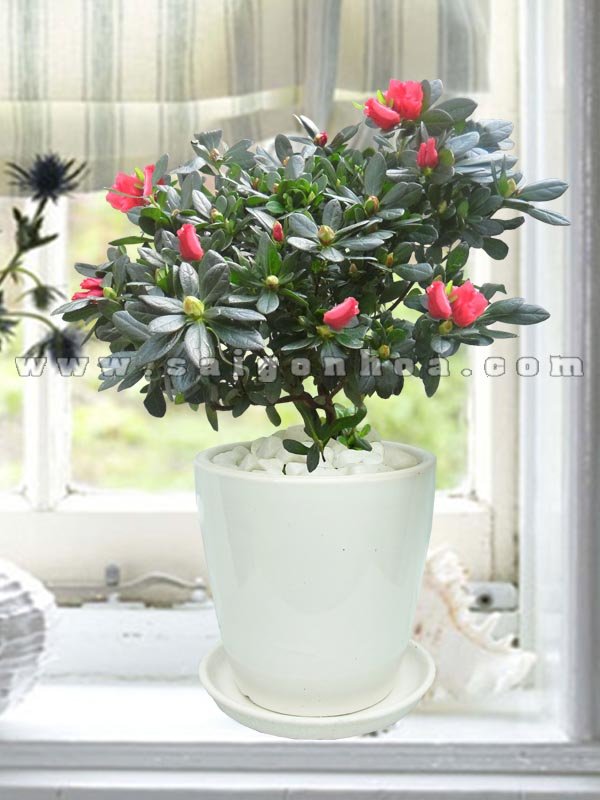 Hoa Đỗ Quyên Chậu Sứ