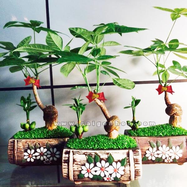 Cây May Mắn Kim Ngân Trang Trí Tết