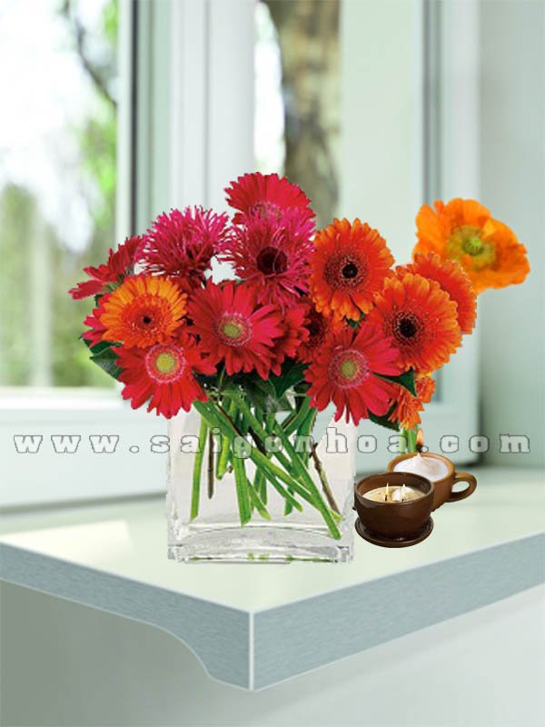 Hoa Đồng Tiền Trong Nước