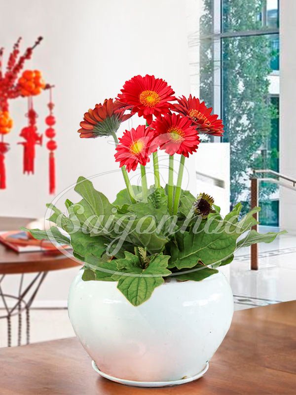 Hoa Đồng Tiền Ngày Tết