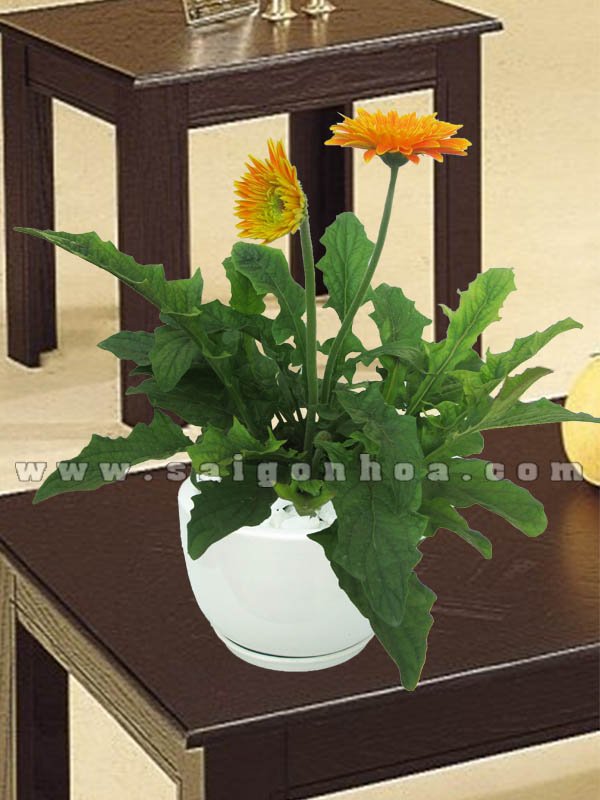 Hoa Đồng Tiền Chậu Sứ