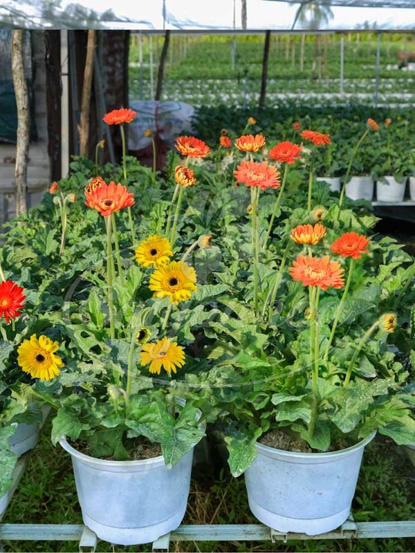 Hoa Đồng Tiền Chậu Nhựa