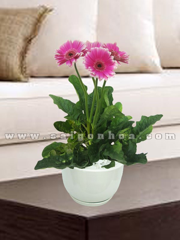 Chậu Hoa Đồng Tiền Hồng
