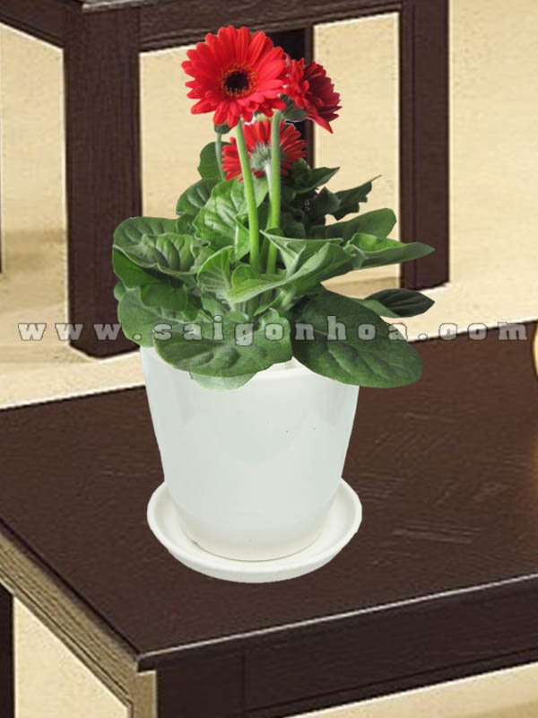 Chậu Hoa Đồng Tiền Đỏ