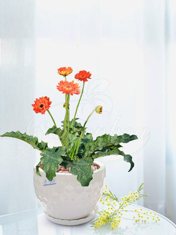 Chậu Hoa Đồng Tiền Cam