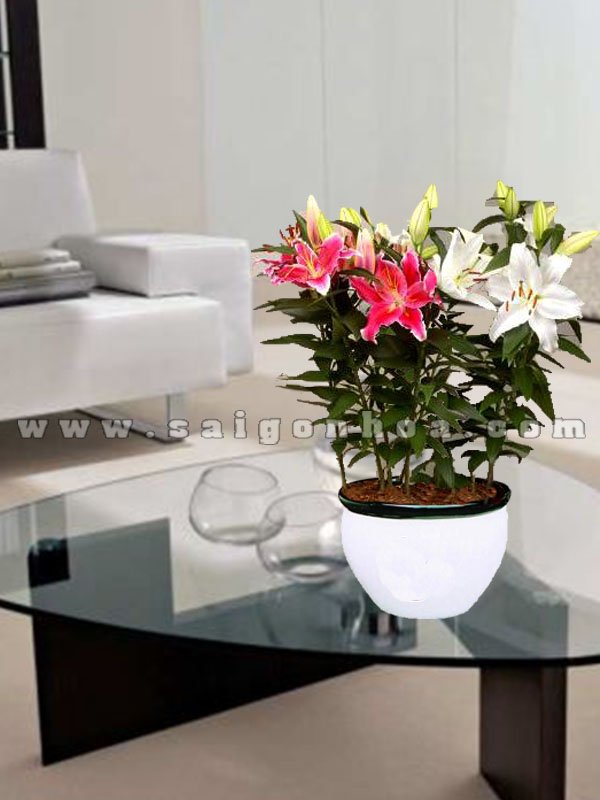 Hoa Lily Chậu Sứ
