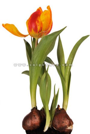 Hoa Tulip Củ