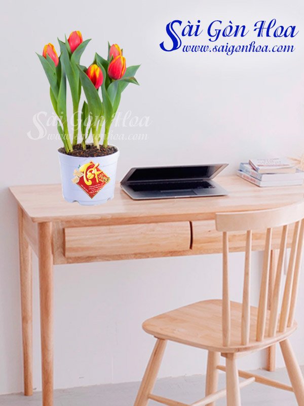 Hoa Tulip Chậu Nhựa