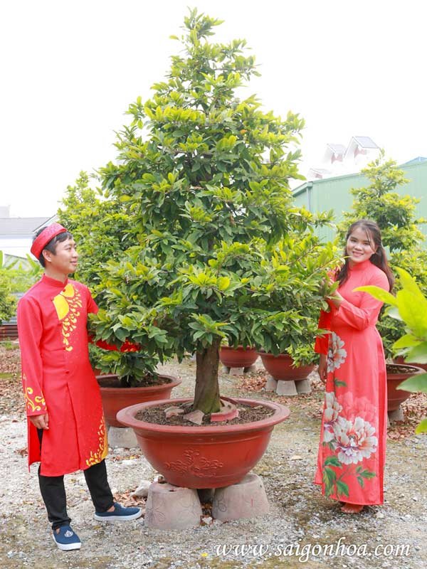 Cây Hoa Mai Vàng