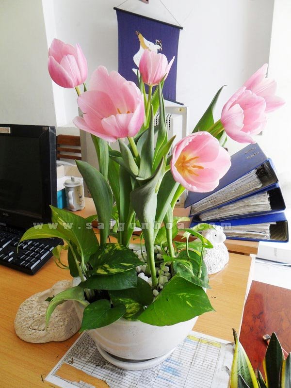 Chậu Hoa Tulip
