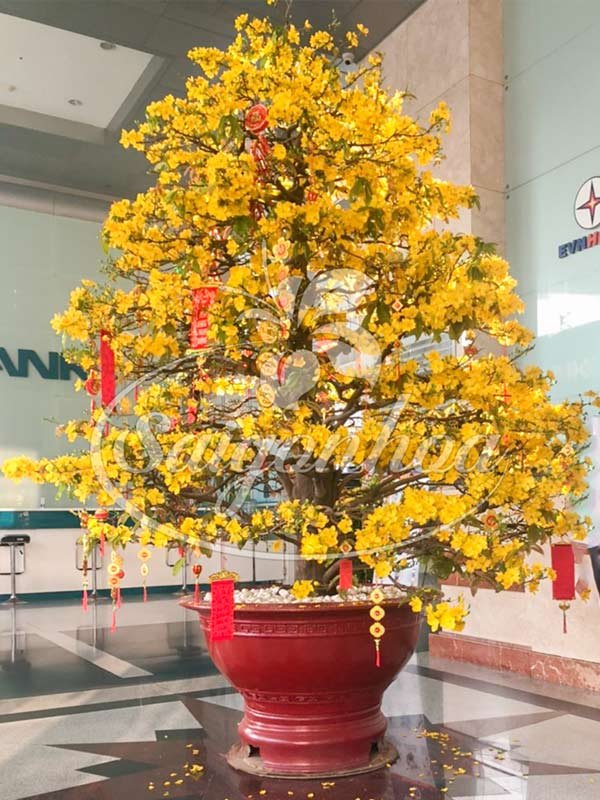 Cây Hoa Mai Tết Trang Trí Sảnh Tòa Nhà