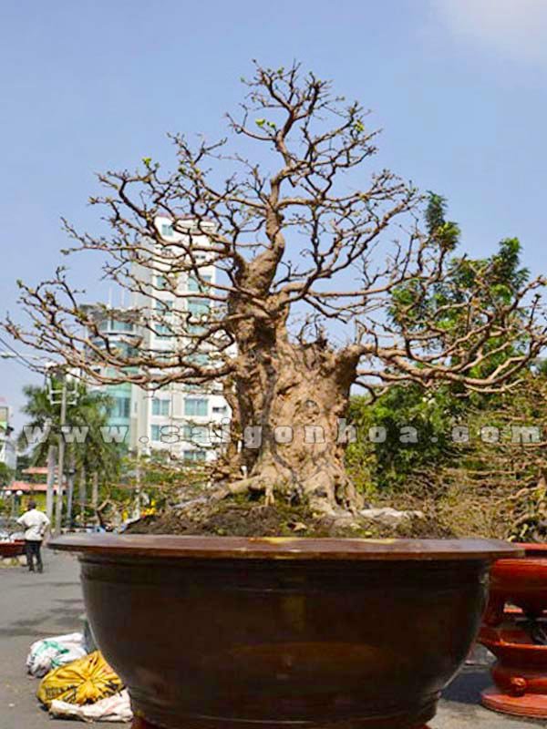 Mai Đại Thụ