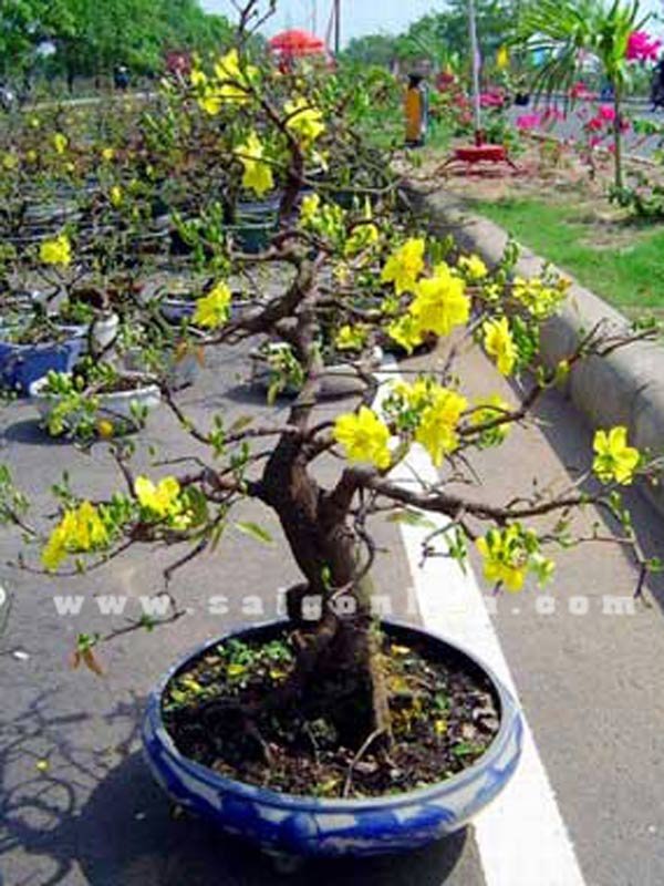 Mai Tết