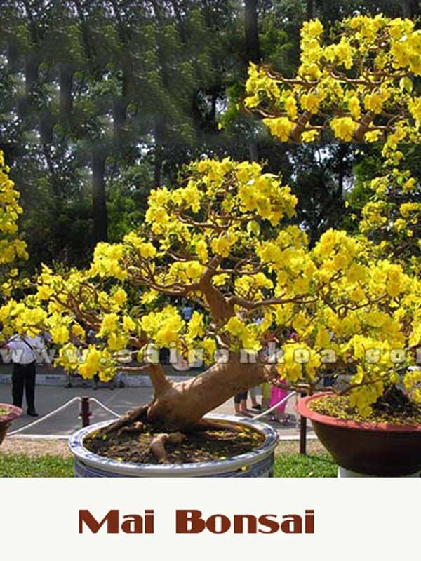 Mai Bonsai