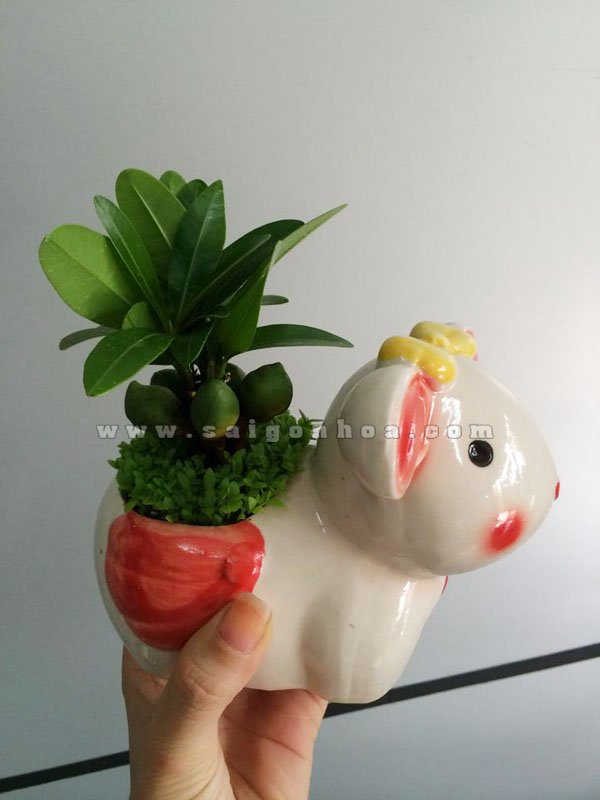 Cây May Mắn Tài Lộc Chậu Con Thỏ