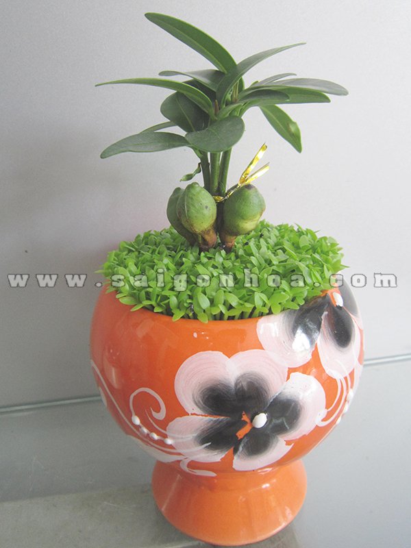 Chậu May Mắn Tài Lộc Chậu Chân Đế 2