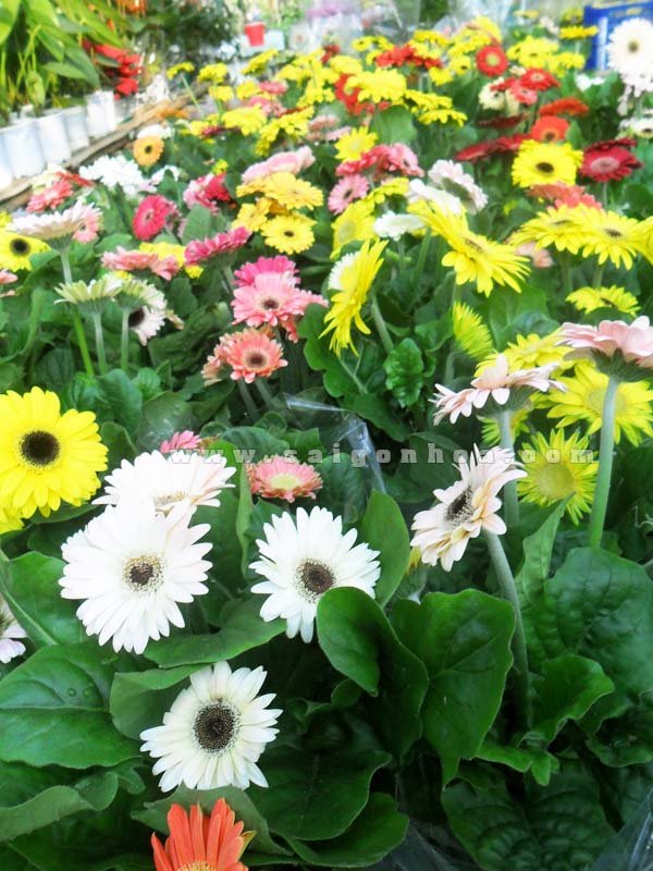 Hoa Cúc Đồng Tiền