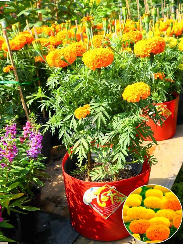Hoa Cúc Vạn Thọ