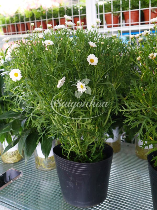 Hoa Cúc Họa Mi