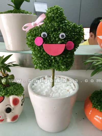 Cây May Mắn Ngôi Sao