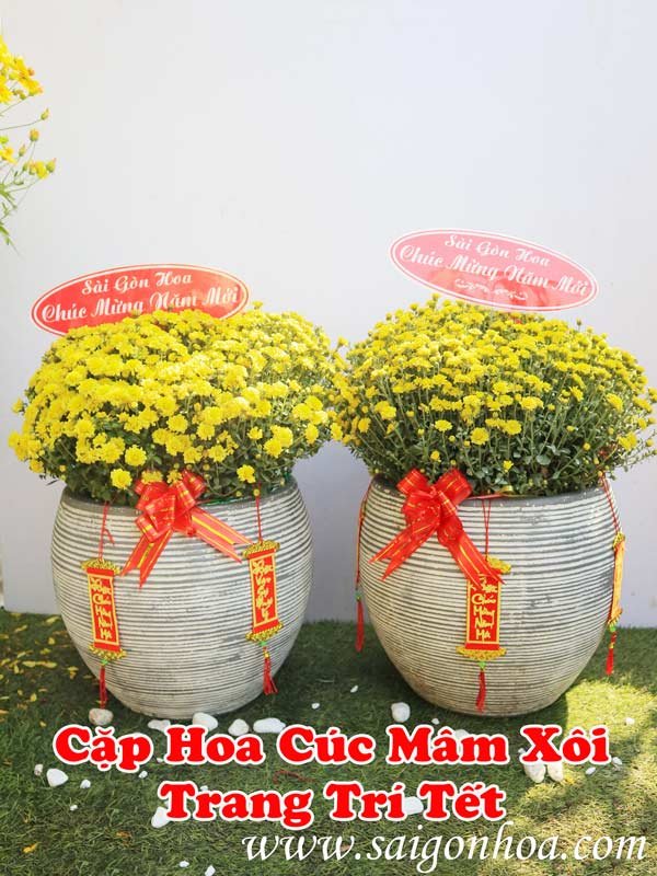 Cúc Mâm Xôi Tiểu Cảnh Tết