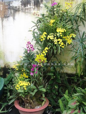 Lan Vũ Nữ Ghép Gốc Cây