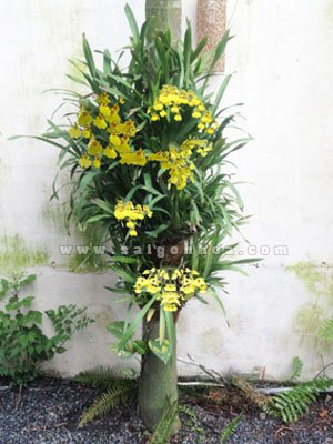 Lan Vũ Nữ Ghép Cây Cau