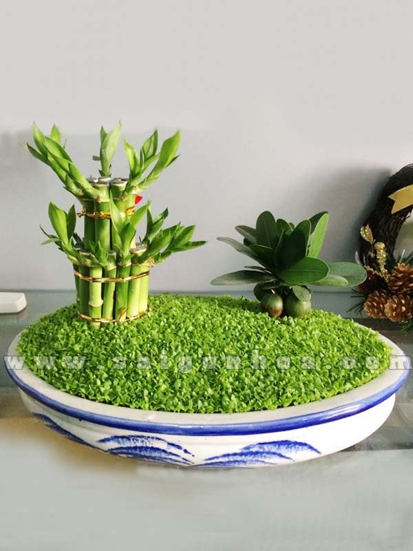 Tiểu Cảnh May Mắn Phát Lộc