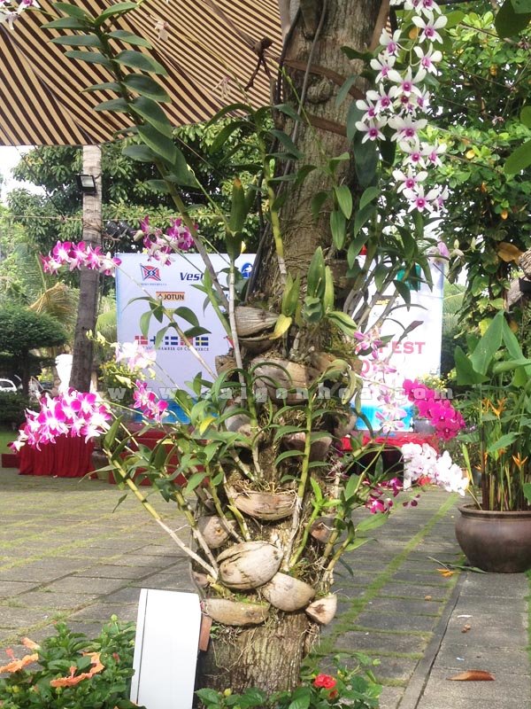 Lan Sonia Ghép Gốc Cây