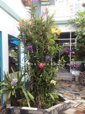 Lan Mokara Ghép Gốc Cây