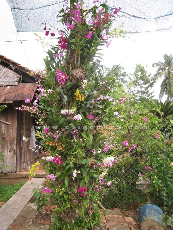 Lan Dendro Màu Ghép Gốc Cây Lớn