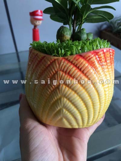 Cây May Mắn Tài Lộc Chậu Vỏ Sò