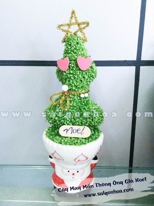 Cây May Mắn Cây Thông Chậu Ông Già Noel