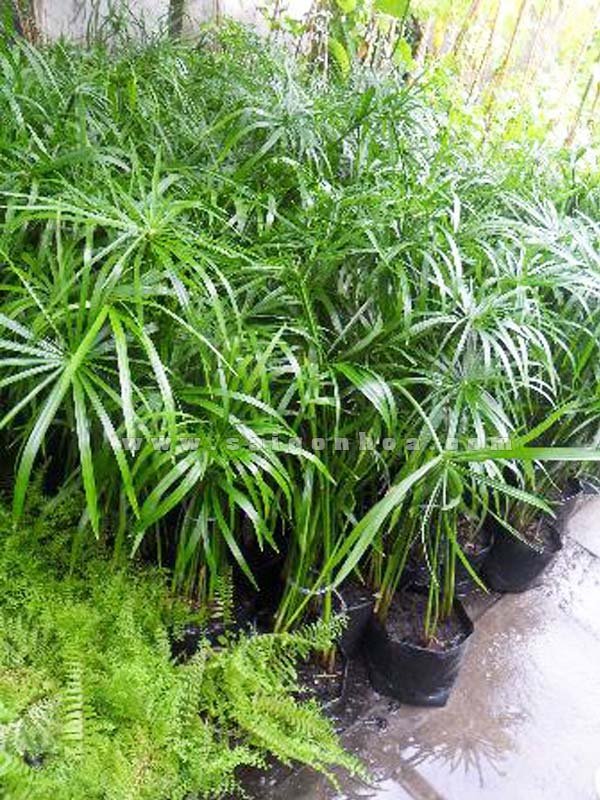 Cây Thủy Trúc – Cây Thủy Sinh