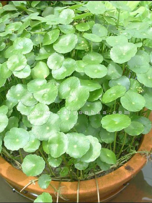 Cây Rau Má Kiểng