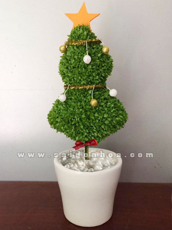 Cây May Mắn Cây Thông 2 Tầng